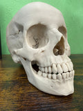 Life-Size Human Skull Replica