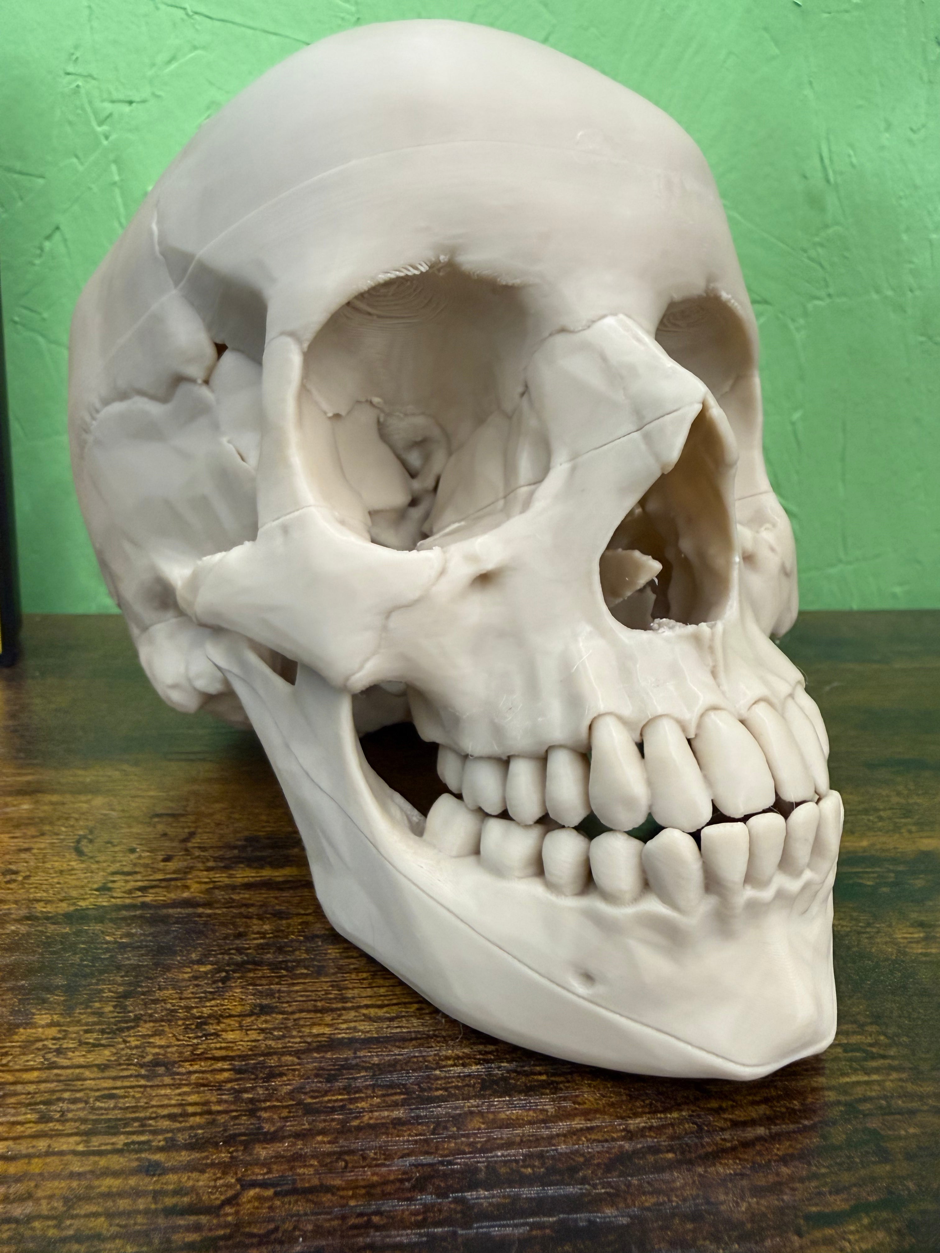 Life-Size Human Skull Replica